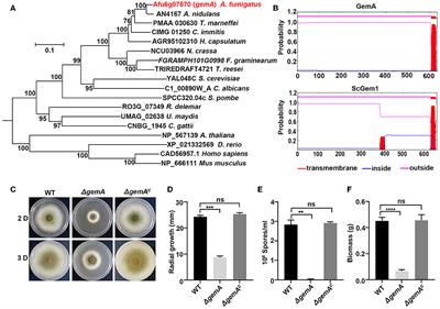 Requirement of a putative mitochondrial GTPase, GemA, for azole susceptibility, virulence, and cell wall integrity in Aspergillus fumigatus